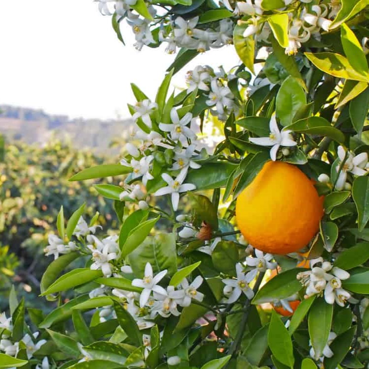 İzmir'den Otobüslü 3 Gece 4 Gün Konaklamalı Adana Portakal Çiçeği Festivali Turu