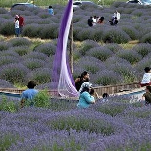 LAVANTA BAHÇELERI VE SALDA GÖLÜ TURU