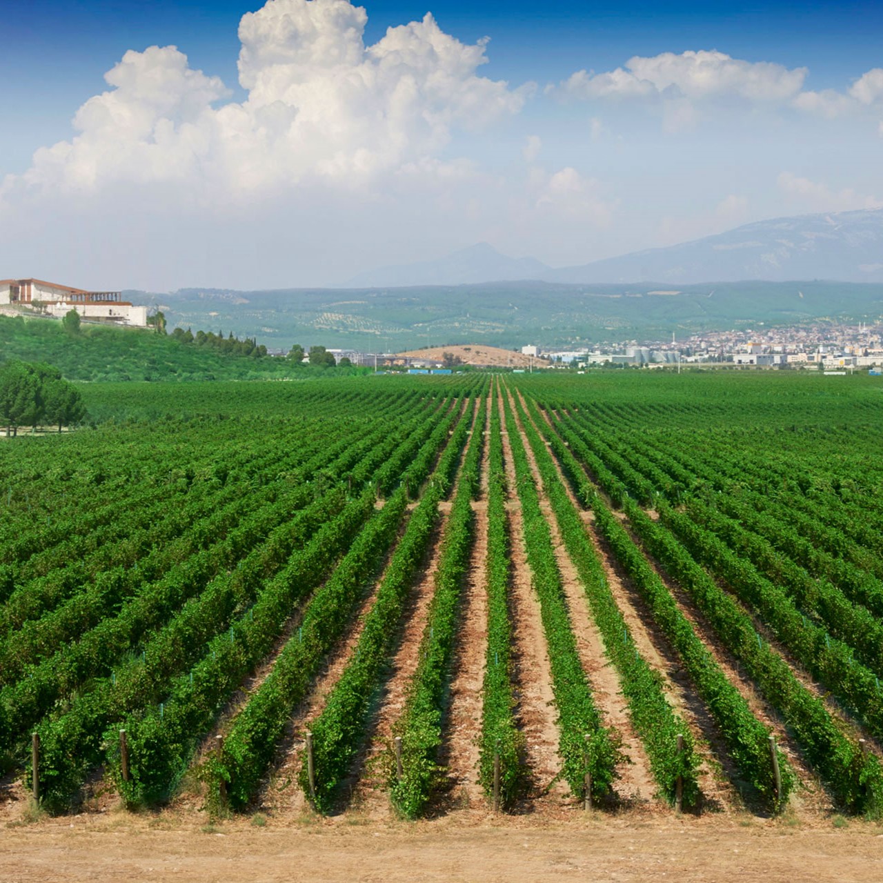 İzmir'den Otobüslü Günübirlik Torbalı Ve Urla Kültür Turu