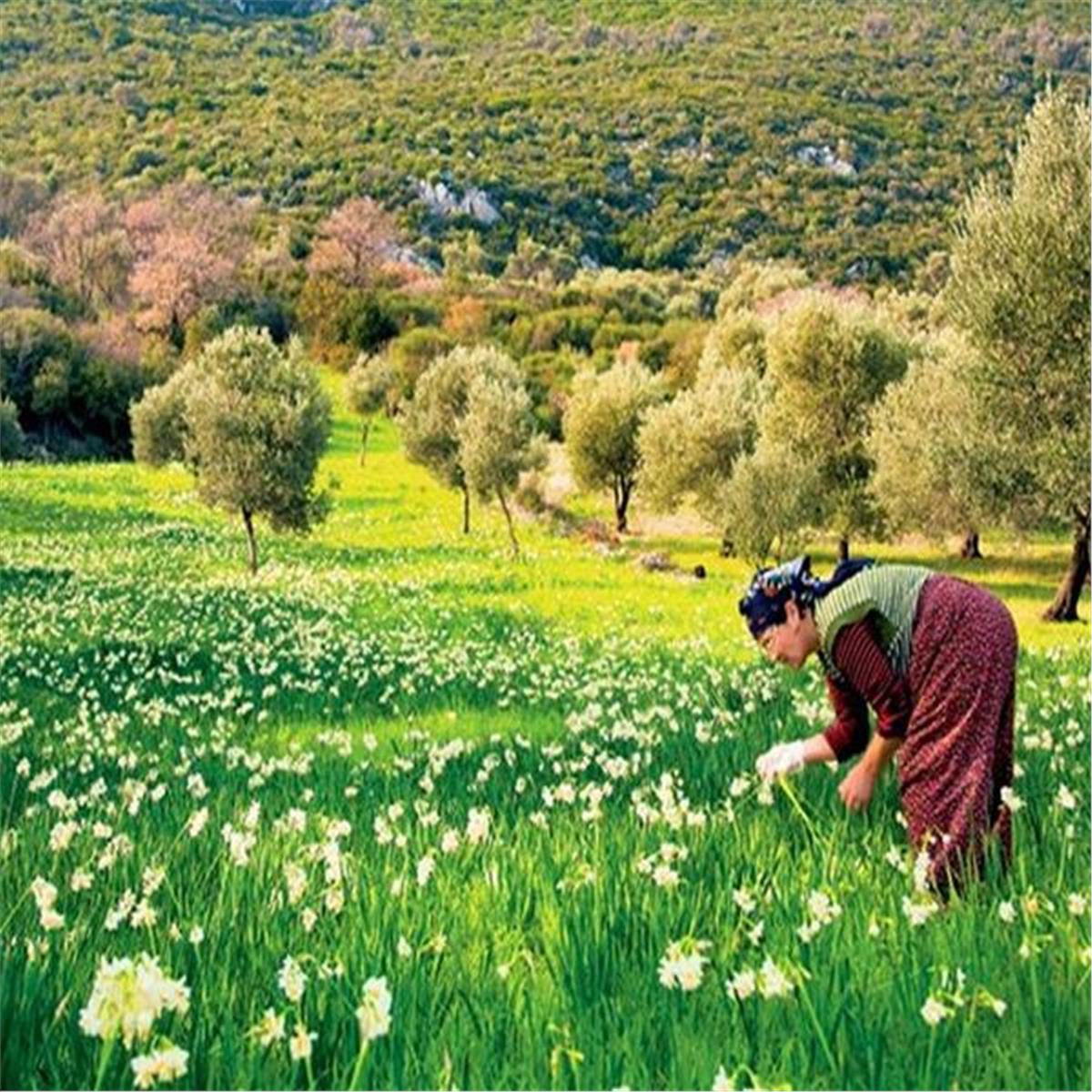 karaburun Nergis festivali turu karaburun nergis toplayan kadın çiftçi