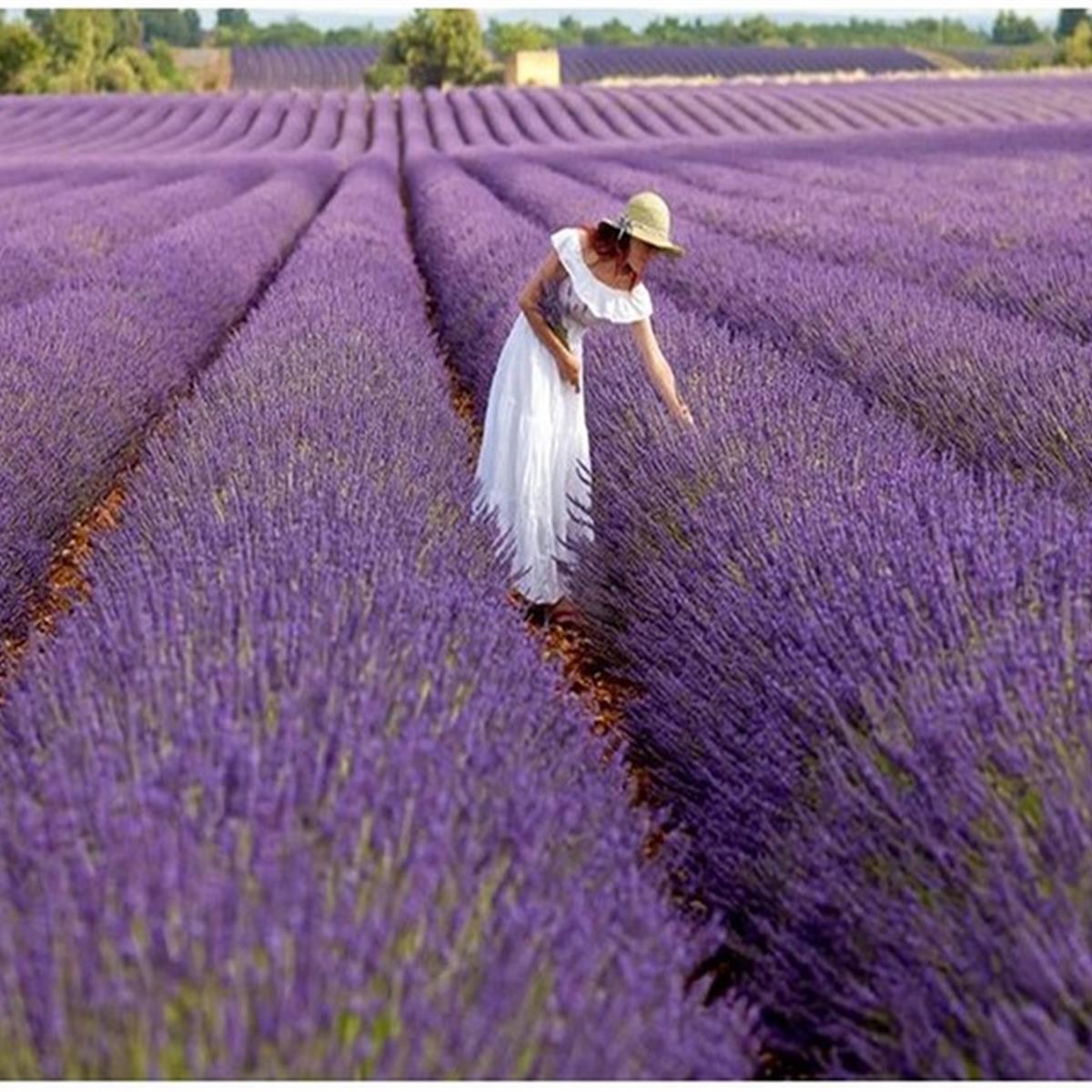 Lavanta Tarlaları ve Salda Gölü Turu 4