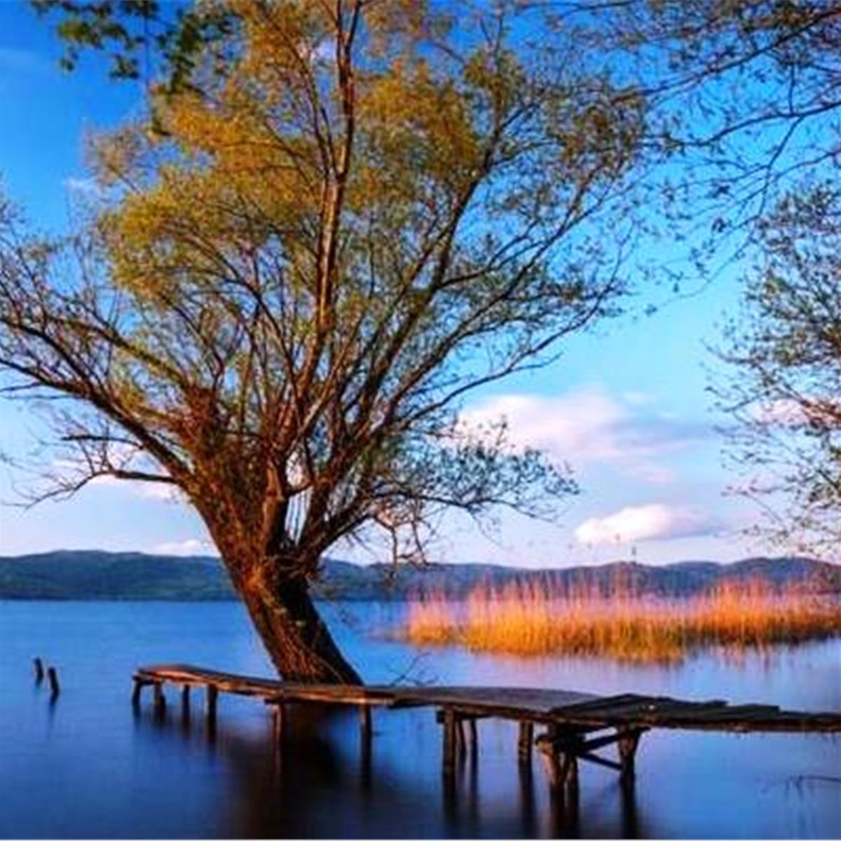 sapanca gölü ve ağaç manzarası ile görünüm