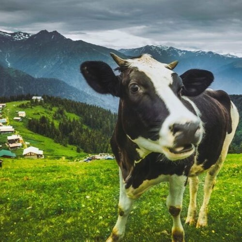 BIR BAŞKA KARADENIZ TURU