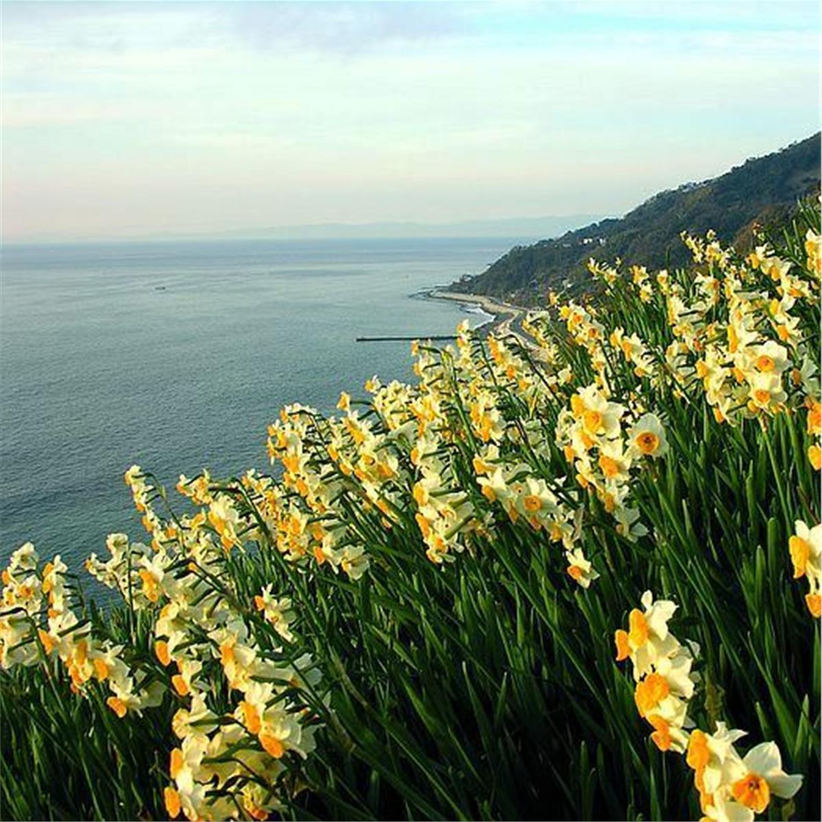 karaburun Nergis festivali turu karaburun sahil ve nergisler