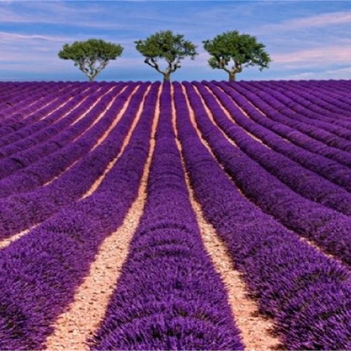 Lavanta Tarlaları ve Salda Gölü Turu 3