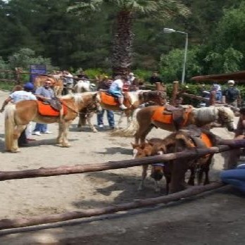 ÇIÇEKLI KÖY KIMIZ AT ÇIFTLIĞI TURU 2