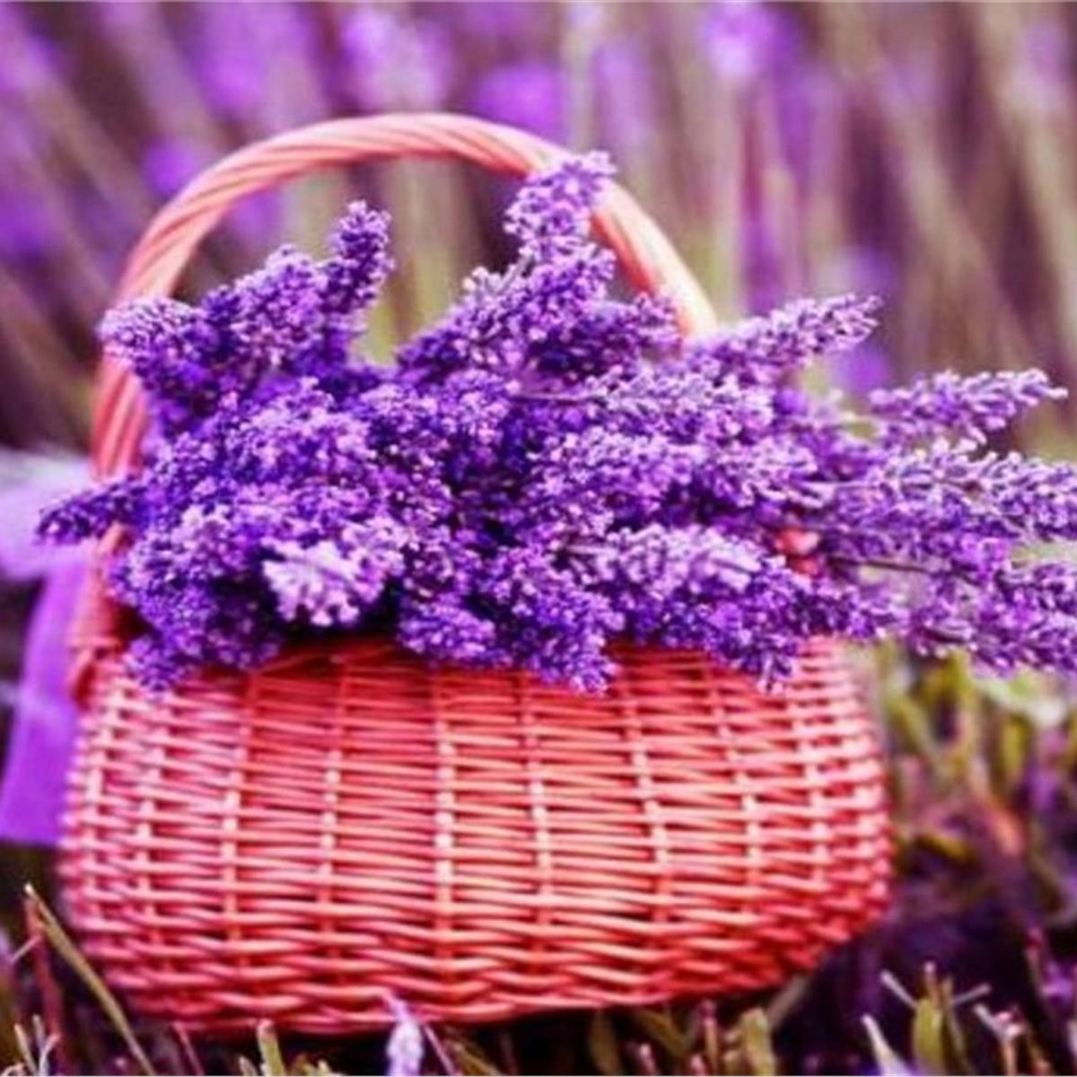 Lavanta Tarlaları ve Salda Gölü Turu 6